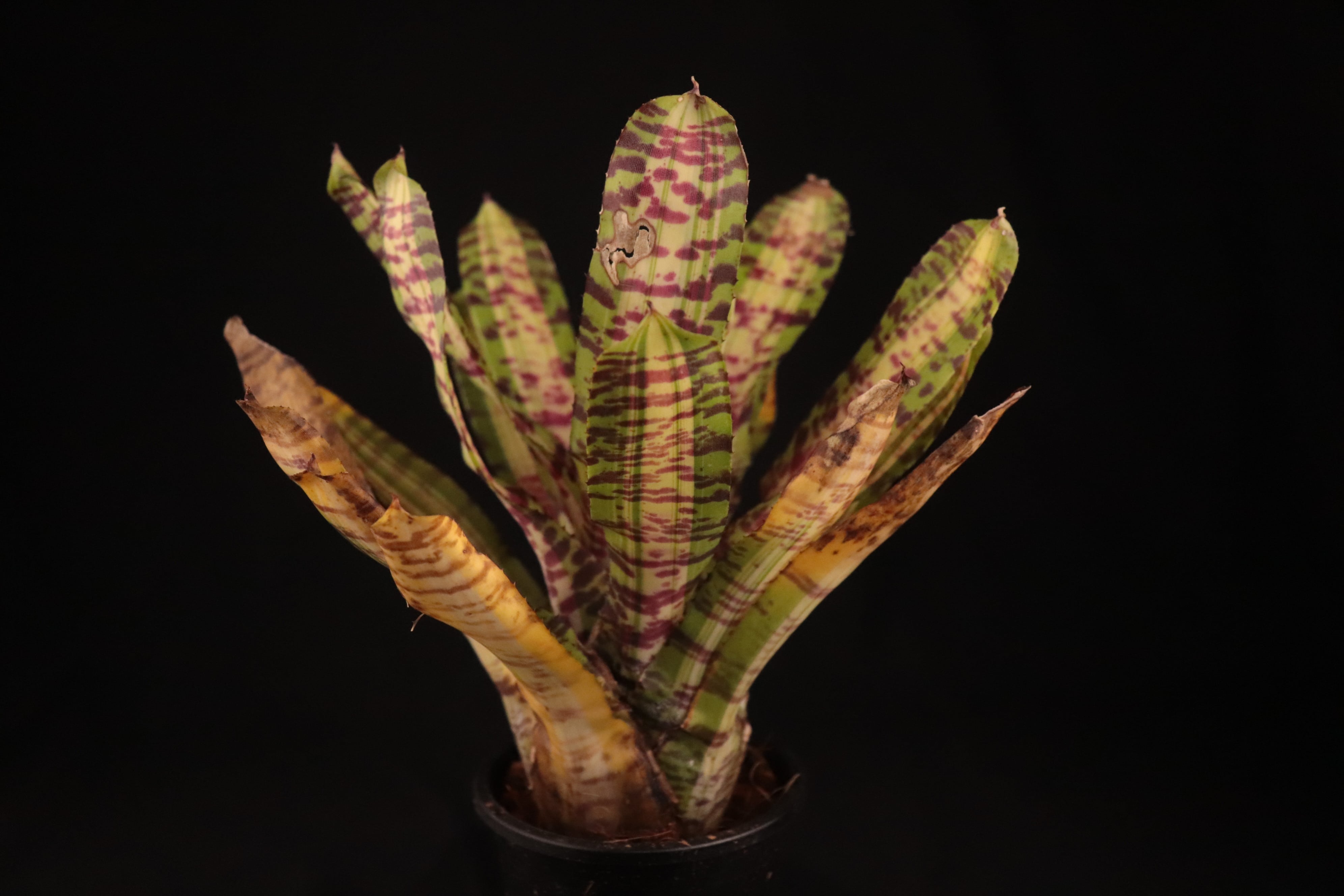 送料無料】Neoregelia 'Crazy Rabbit'〔ネオレゲリア〕現品発送N0411