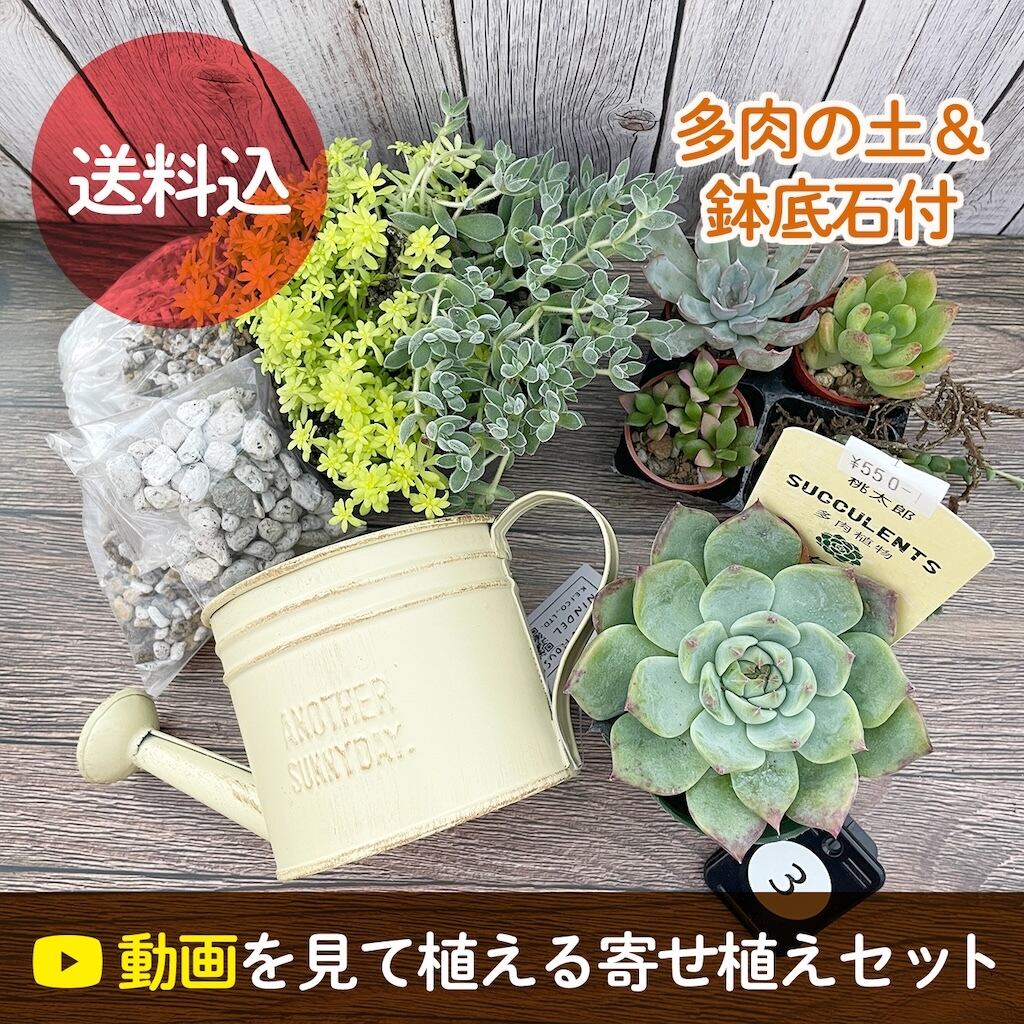 寄せ植えキット | アトリエnana 多肉植物専門店