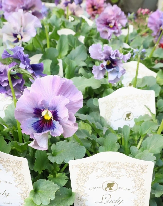 ビオラレディ　苗 画像の現品!!石川園芸さんのビオラ「レディ」＜23-11＞