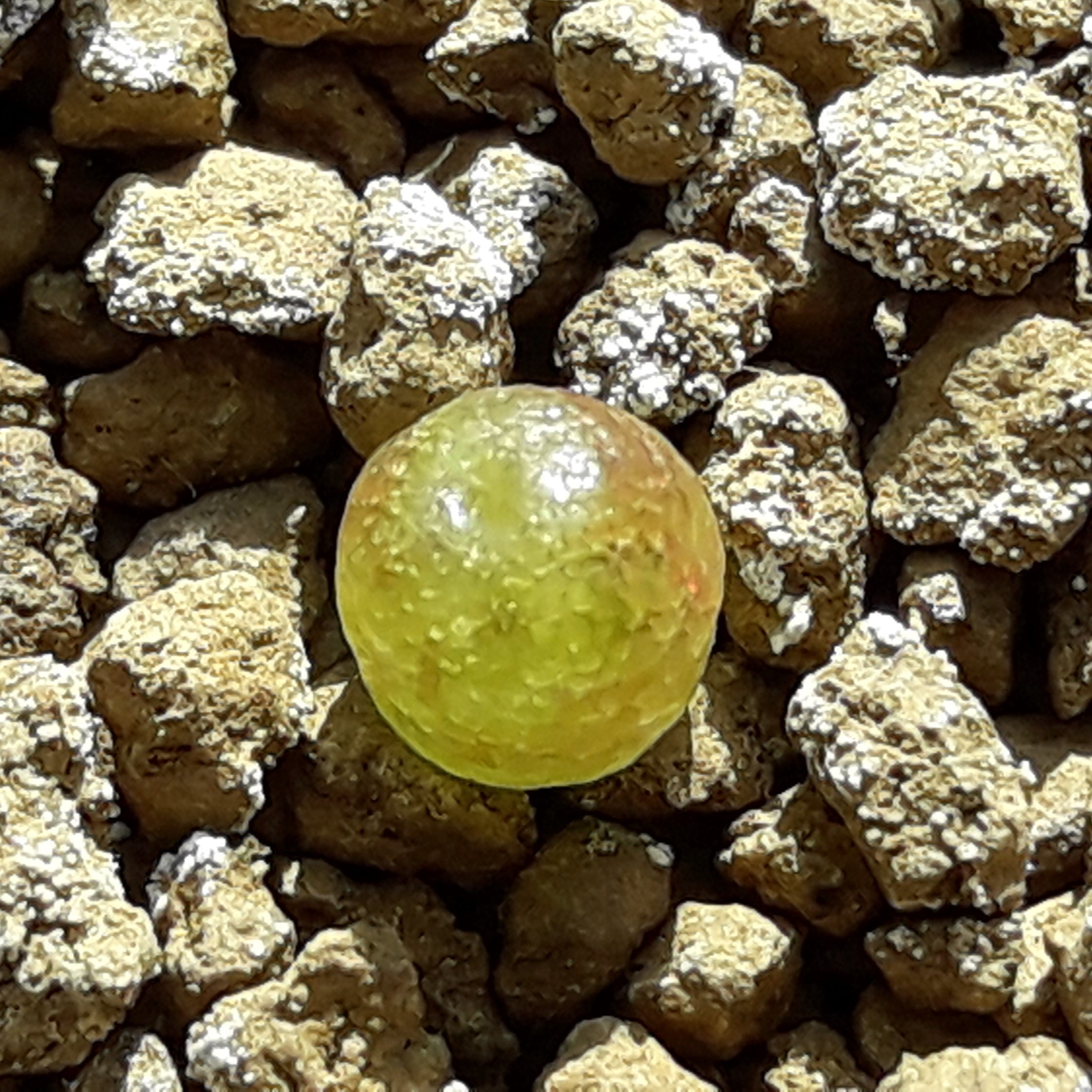 コノフィツムブルゲリ種子10粒 | リトープスぷりん