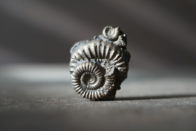 イギリス産黄鉄鉱化アンモナイト  Pyritized Ammonite 1515