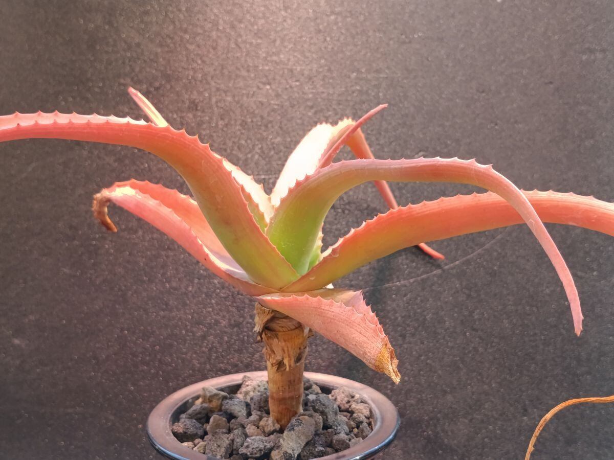 Aloe vanbalenii アロエ バンバレニー | サボテンと多肉植物の店