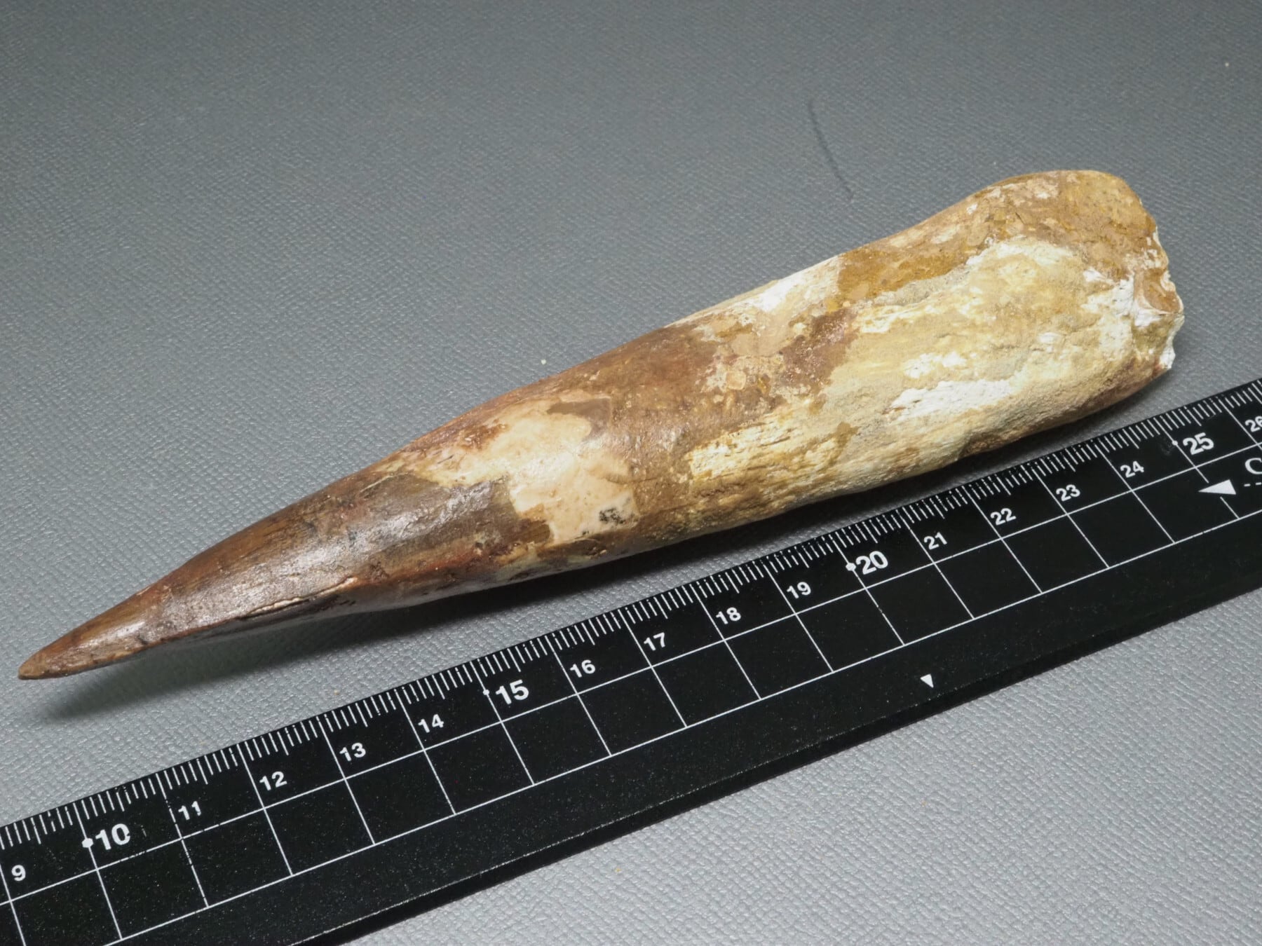 スピノサウルスの歯【Spinosaurus aegyptiacus】【165 mm】【130 g