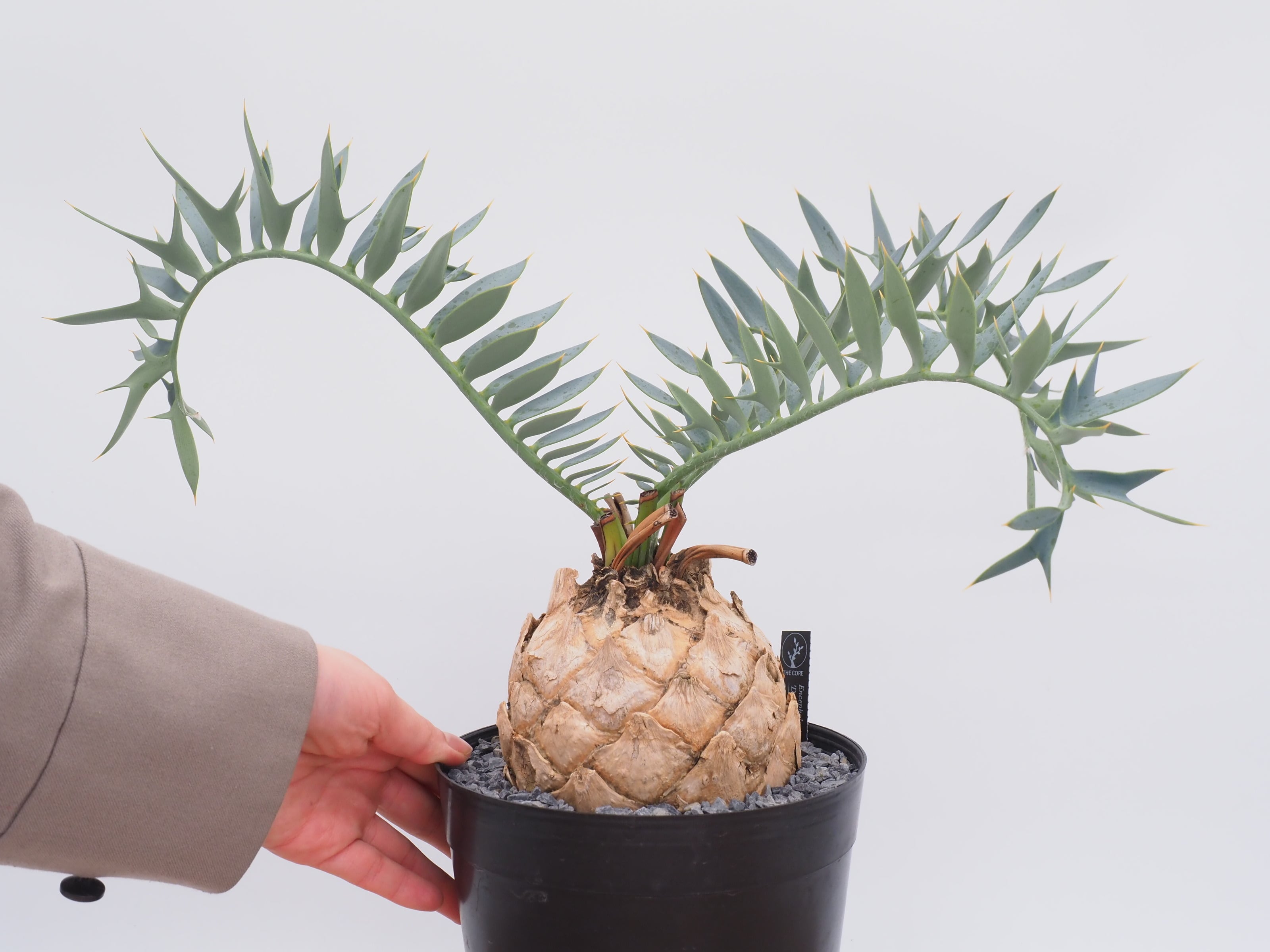 Agave titanota(アガベ チタノタ ) #CS-007 悪魔系 子株 | THE CORE