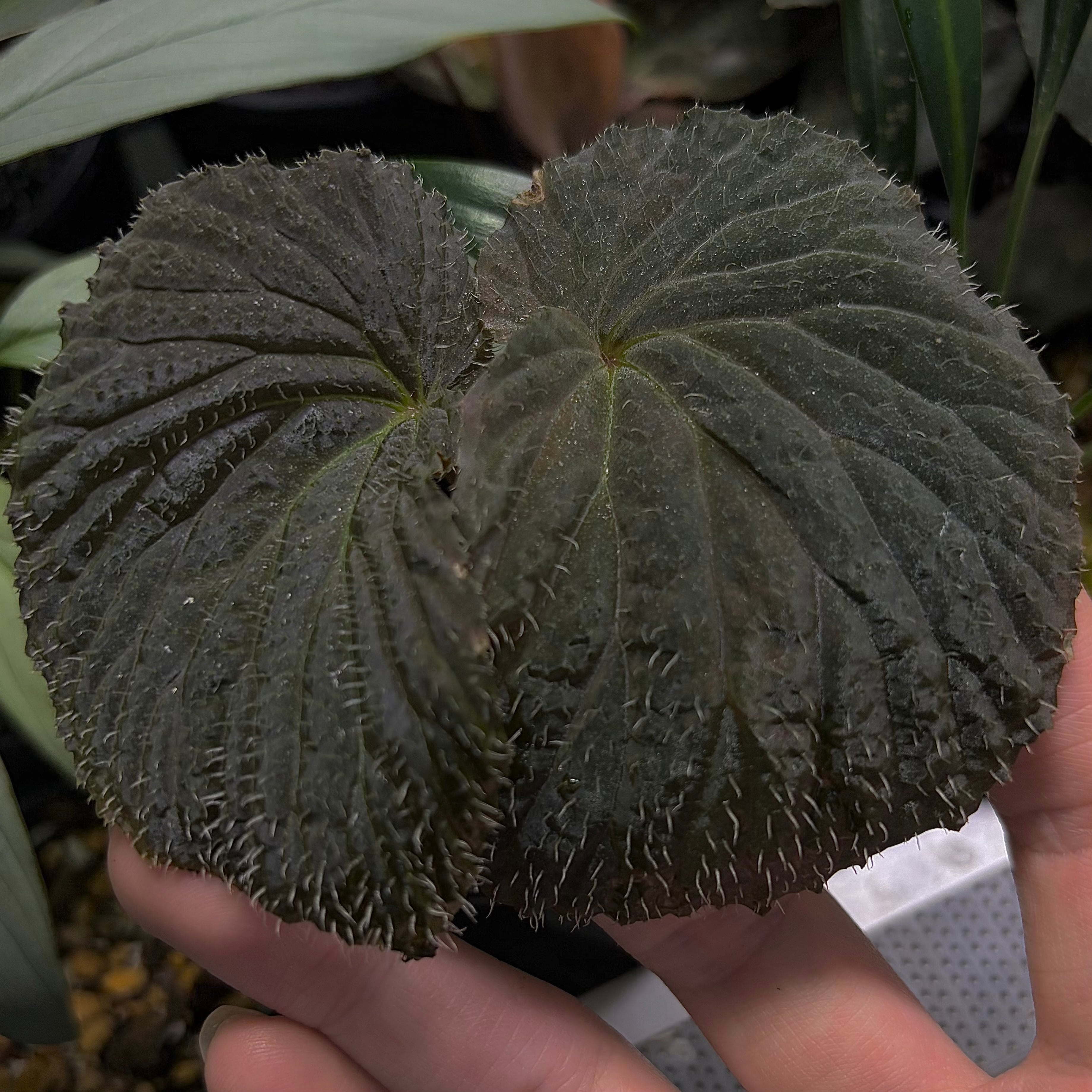 Begonia sp. Thailand Black 原種ベゴニア | 熱帯雨林植物専門店 トイ