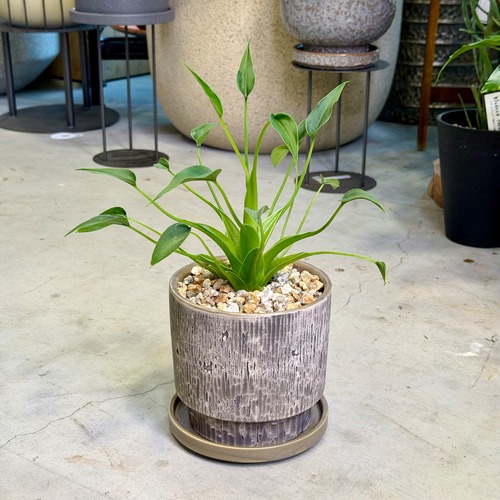 アロカシア・タイニーダンサー