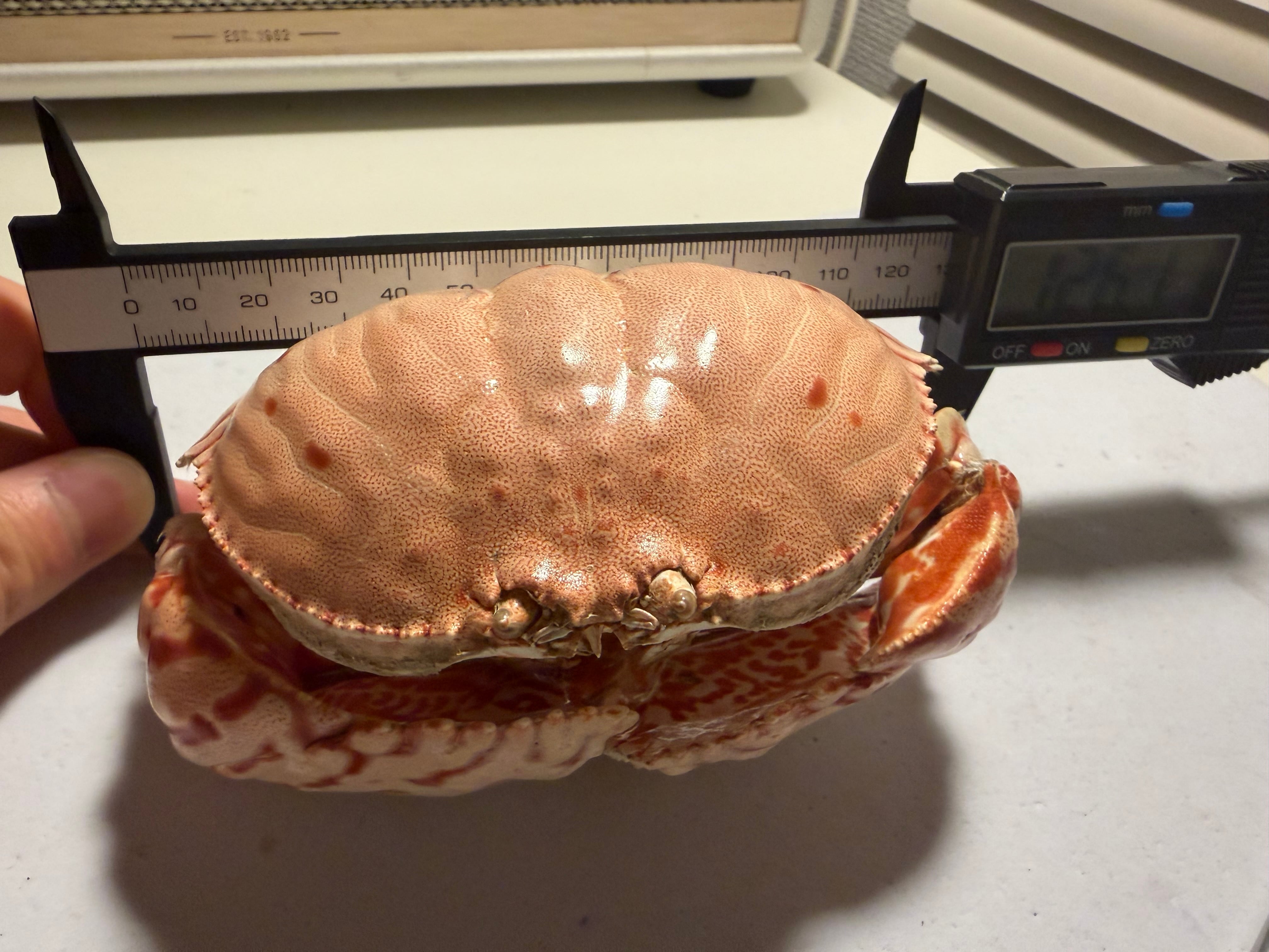 蟹味噌を食べるときの参考になるマルソデカラッパ ？ 標本 甲殻類 エビ