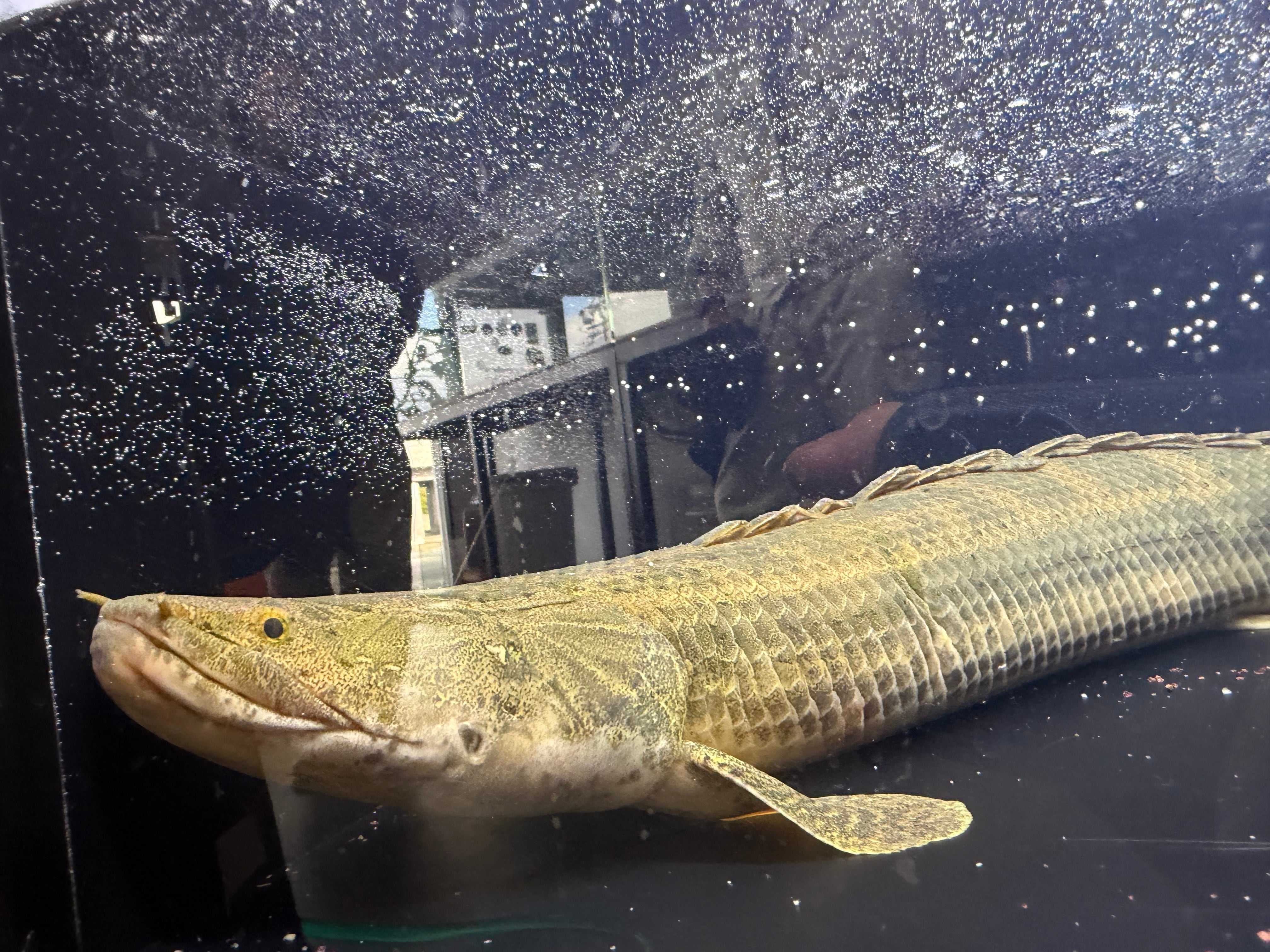 わいるどもんオリジナル 流動式フィルター 60cmサイズ 単品 | アフリカ