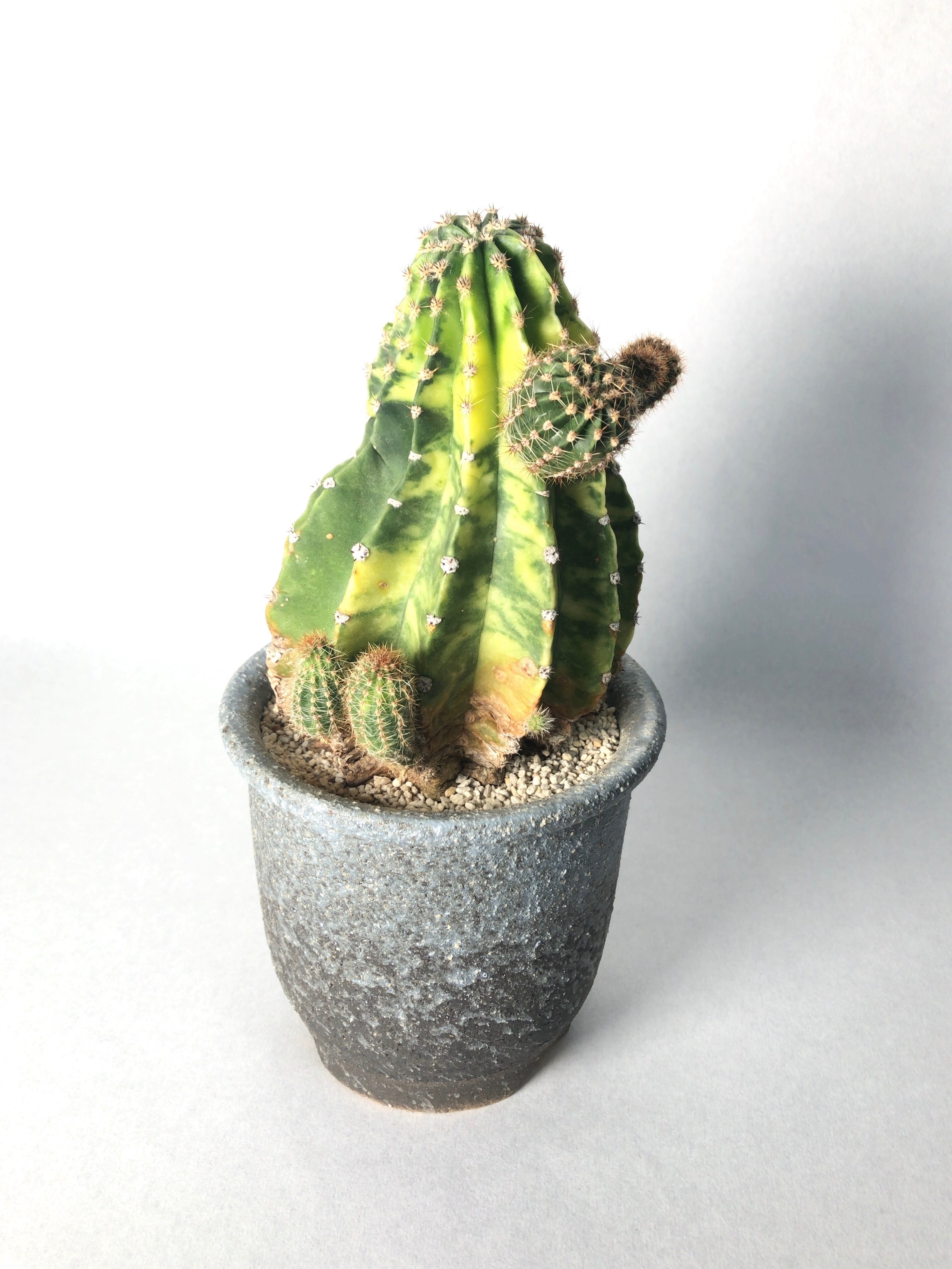 エキノプシス・世界の図 | trigger