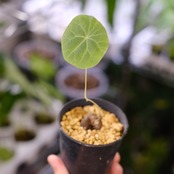 Stephania kaweesakii / ステファニア カウィーサキー⑮ / 観葉植物