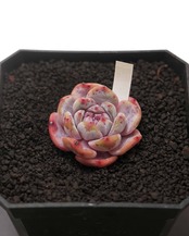 カット苗 オレンジモンロー ミニ株 Echeveria 'Orange Monroe'