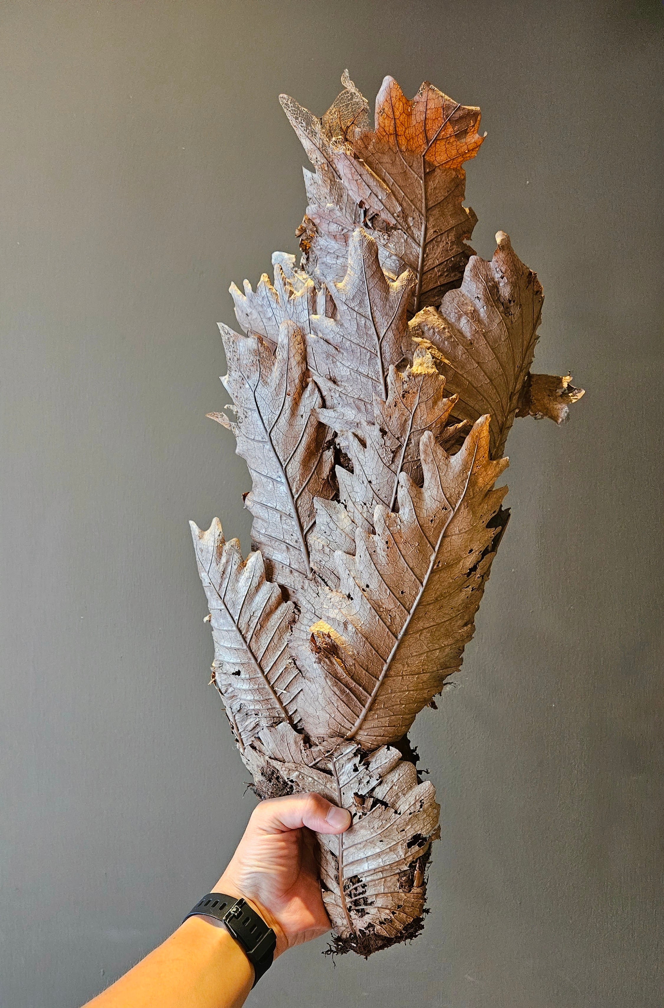 ドリナリアクエルシフォリア④ Drynaria quercifolia 【artPLANTs