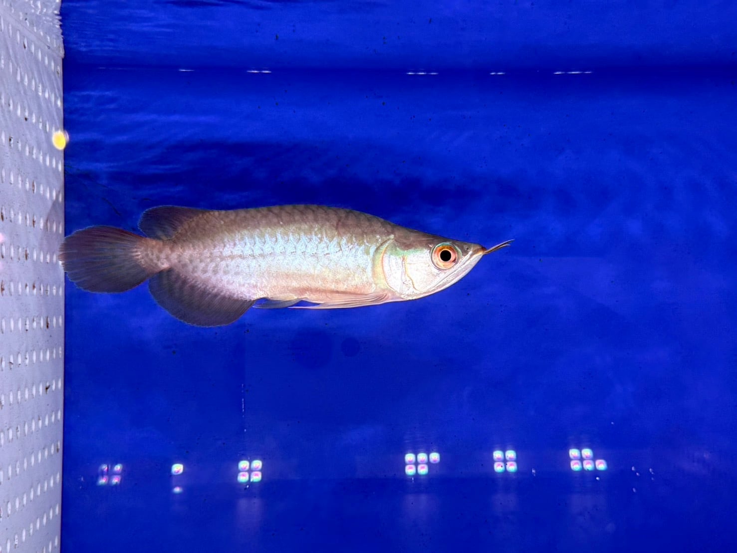 新入荷 | アクアショップ ビリーケン オンラインストア