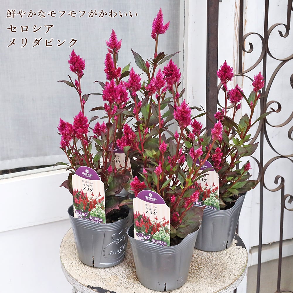 花苗 アロンソア シェルピンク 3号 多年草 サーモン 四季咲き おしゃれ