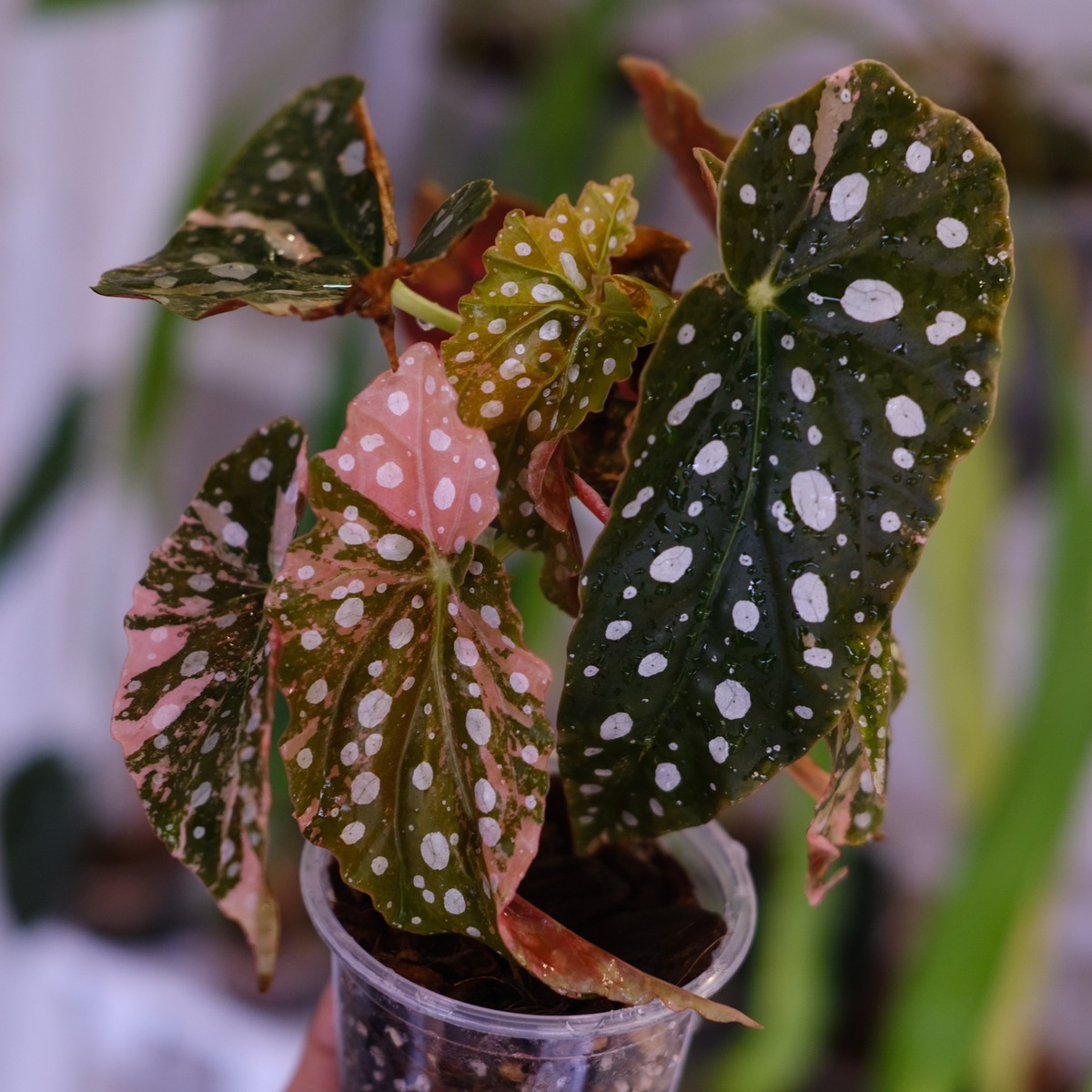 Begonia maculata variegata 