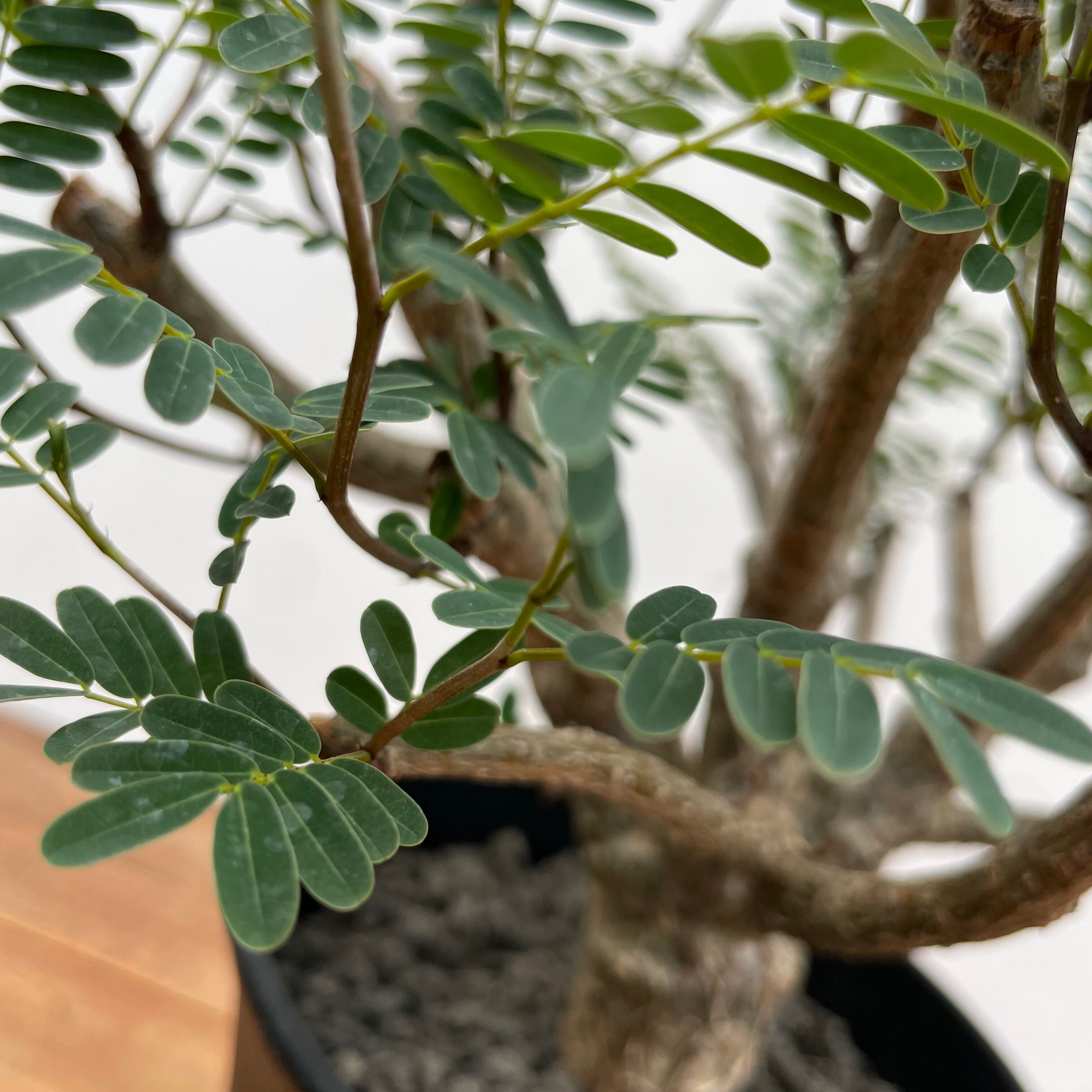 Senna meridionalis【センナ・メリディオナリス・実生】 | RIMO'S