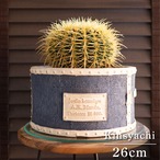 【発根済】26cm 金鯱 サボテン 8号 デニム風ポット 金シャチ キンシャチ 陶器鉢 1017BL