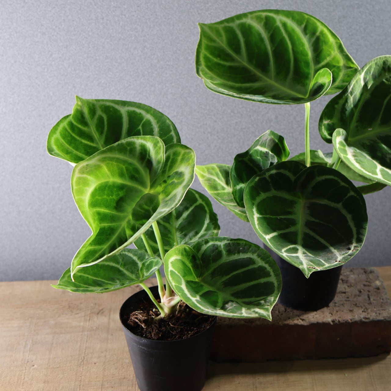 521『アンスリウム ドラヤキ』観葉植物【送料無料】 | MARX PLANTS