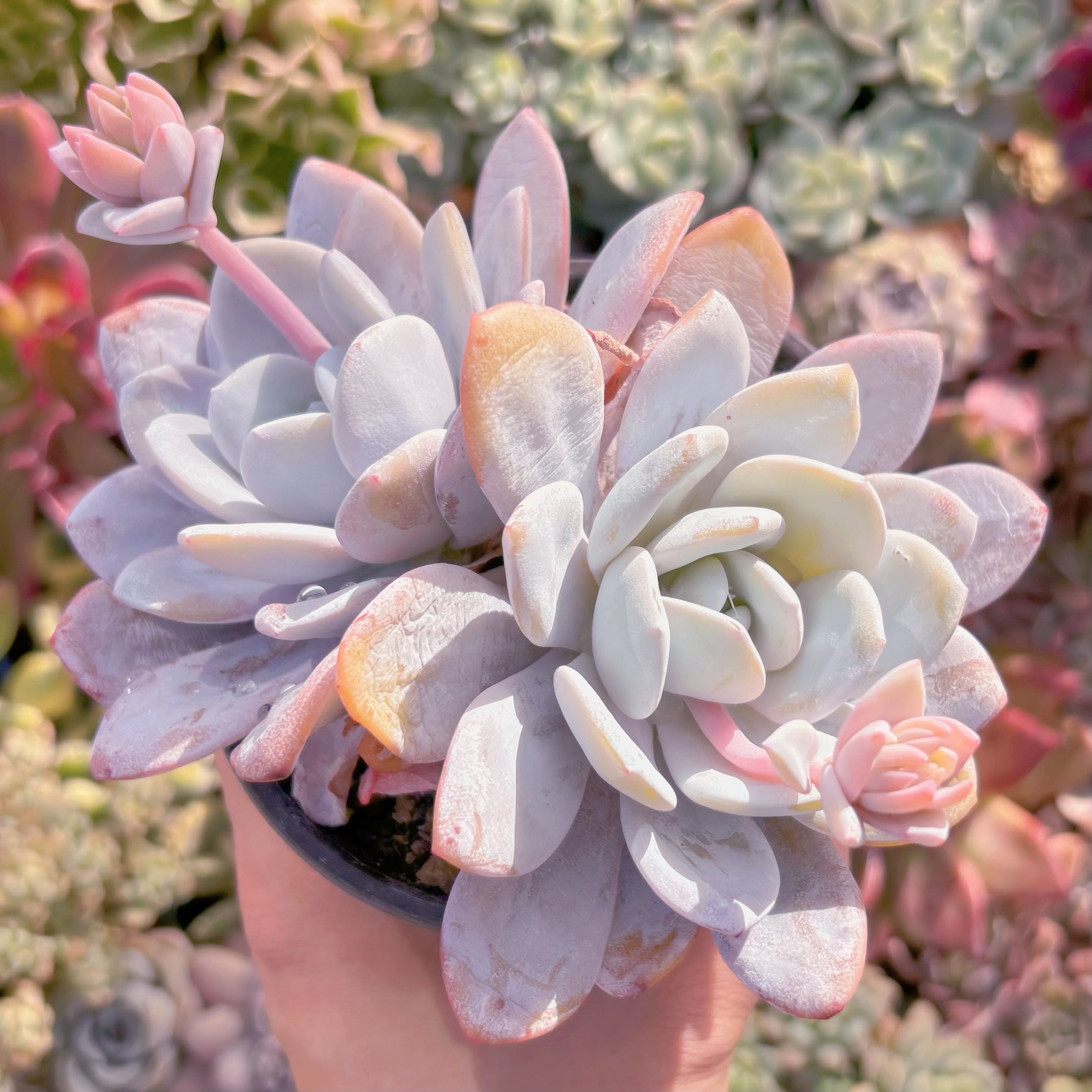 現品　ピンクラウイ#653　群生　るる農園