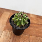 Ferocactus Horridus【フェロカクタス・巨鷲玉・実生】