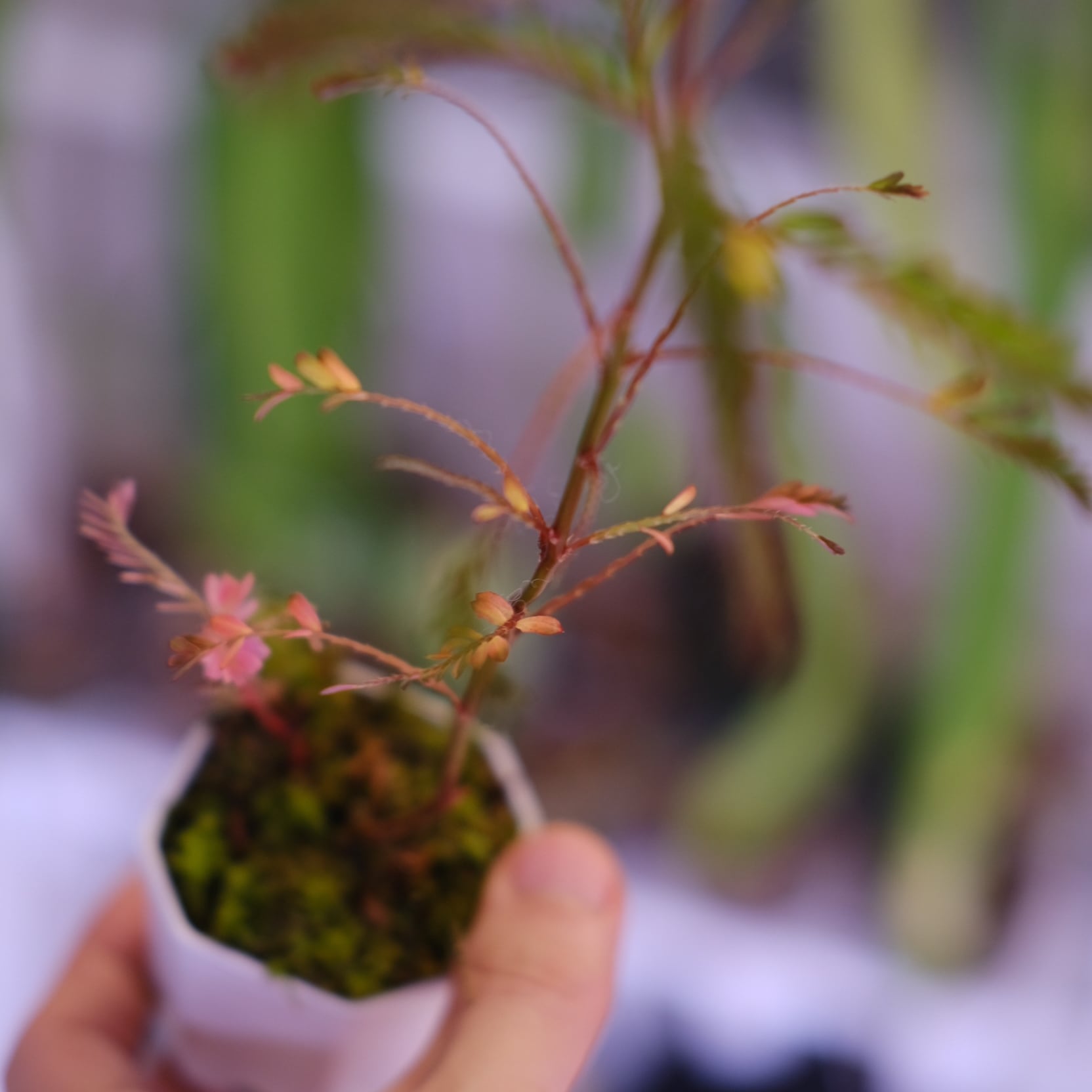 Phyllanthus urinaria 'Pink Variegated'│フィランサス・ウリナリア