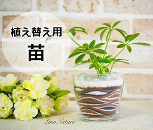 植え替え用の植物