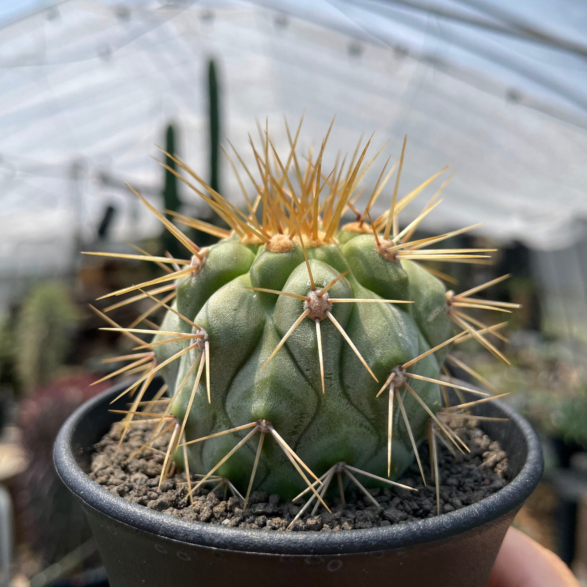 現地球　Copiapoa　大株　迫力　コピアポア ギガンティア　逆鱗丸 Copiapoa gigantea【コピアポア・ギガンティア・実生】 | RIMO'S GREEN