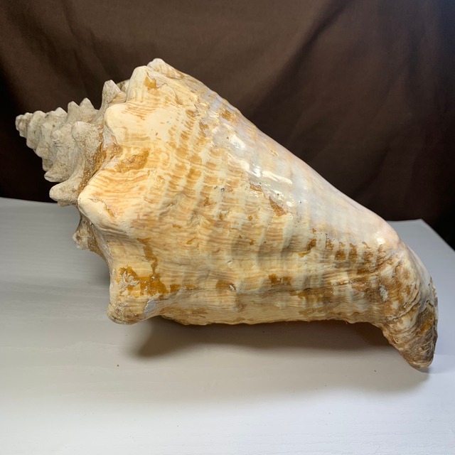 2.クイーンコンクシェル貝母・貝殻