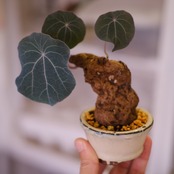 Stephania kaweesakii│ステファニア カウィーサキー②│観葉植物│盆栽風