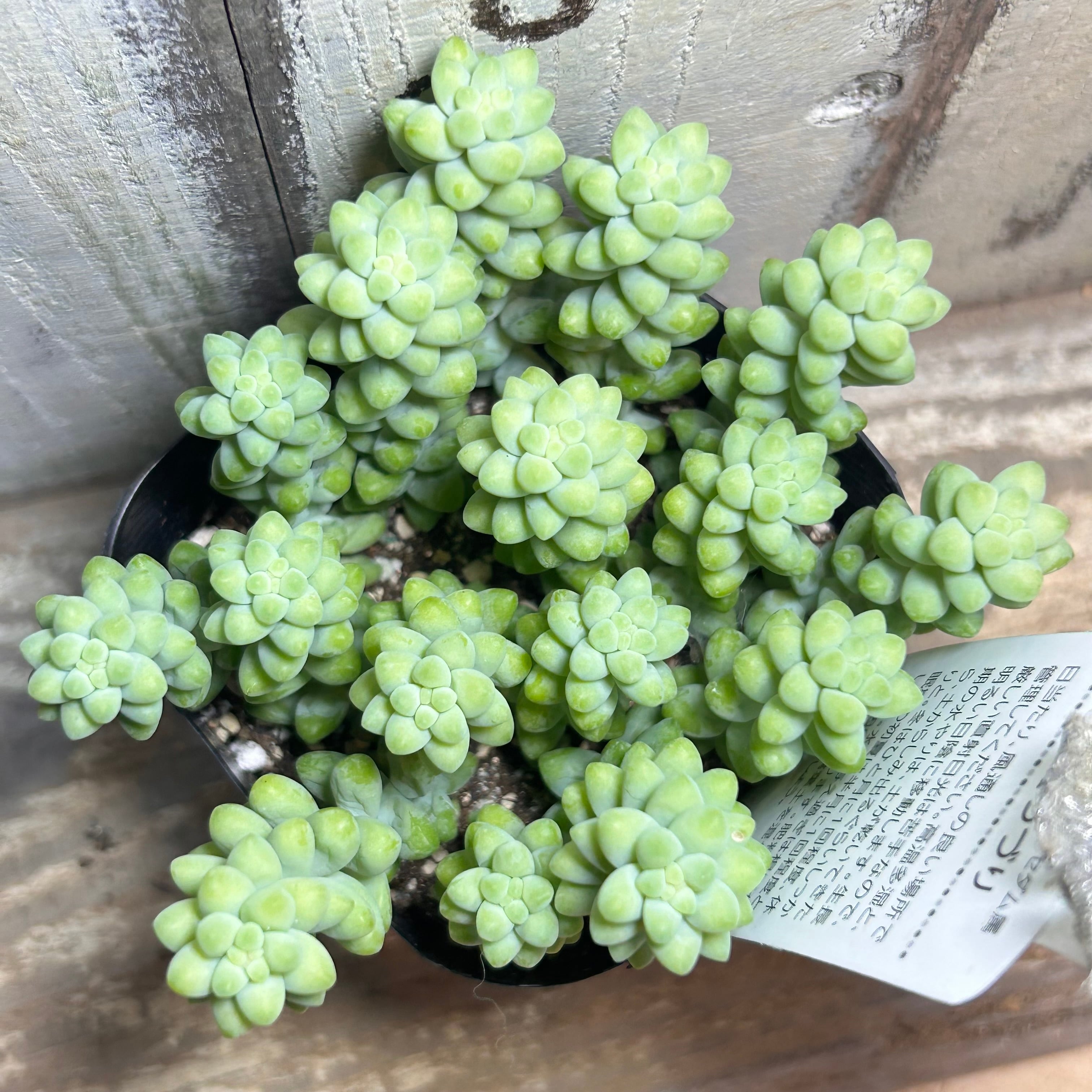 新玉つづり | RuPo 多肉植物専門店