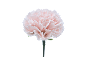 ミニカーネーションMC-P3 ベビーピンク  (15輪入りor25輪入り)