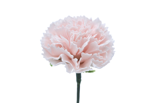 ミニカーネーションMC-P3 ベビーピンク (15輪入りor25輪入り)