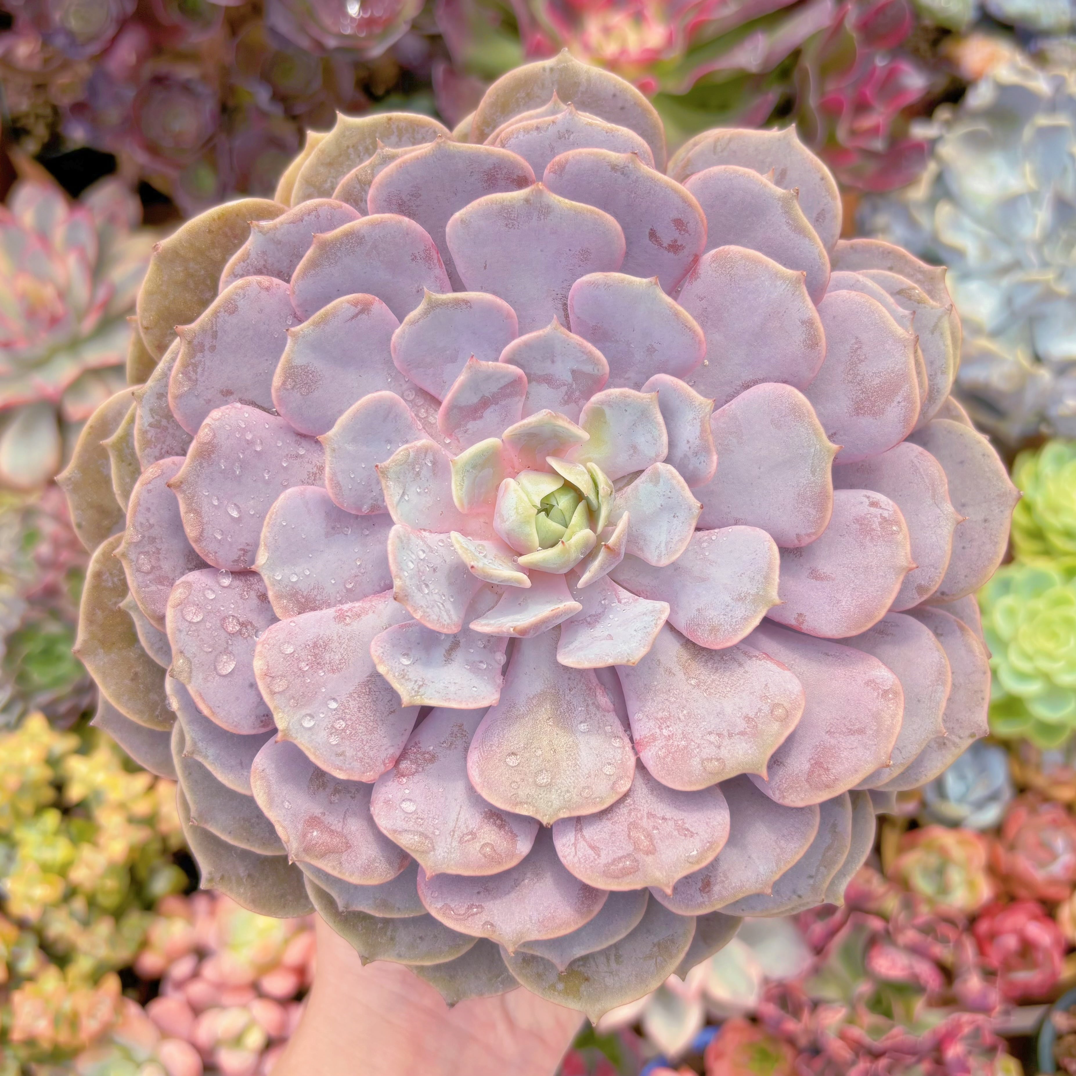 現品 ローラ#C24 特大苗 るる農園 | るる農園~多肉植物専門