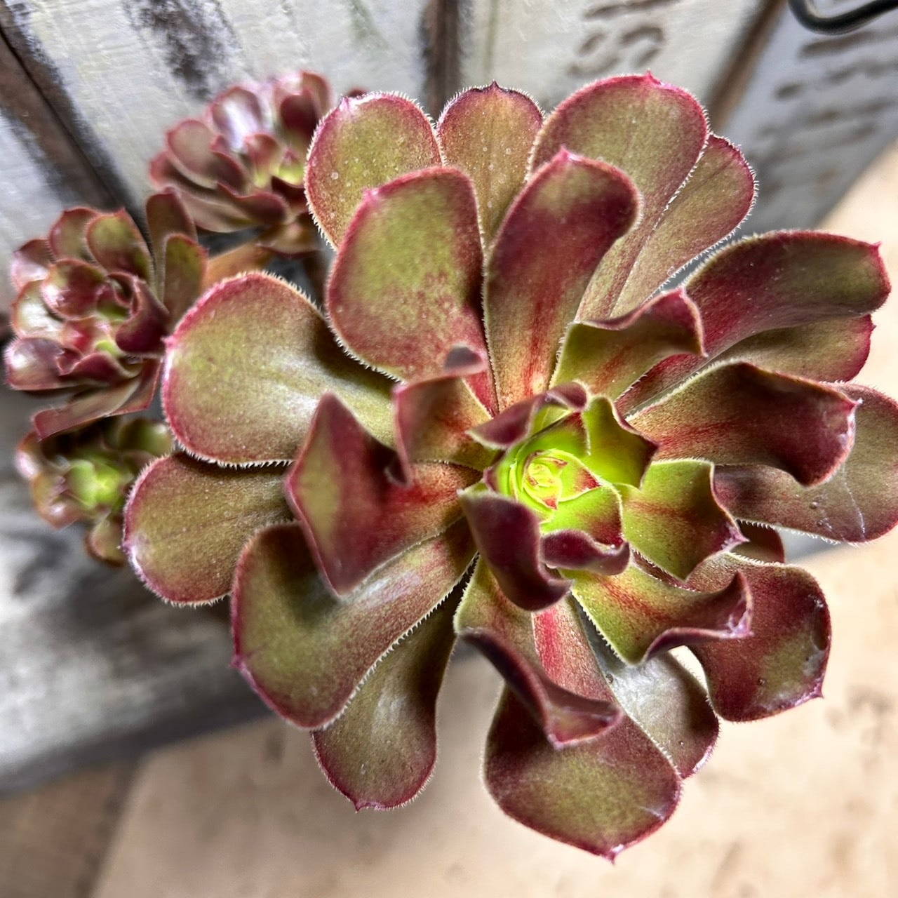 サンシモン黒法師(アエオニウム)モスグリーン | RuPo 多肉植物専門店