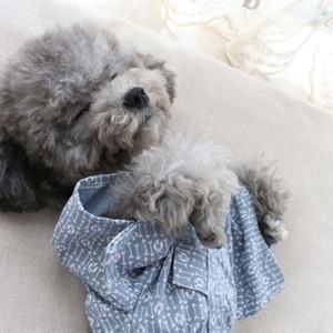 【PET】祭りのペット和服浴衣