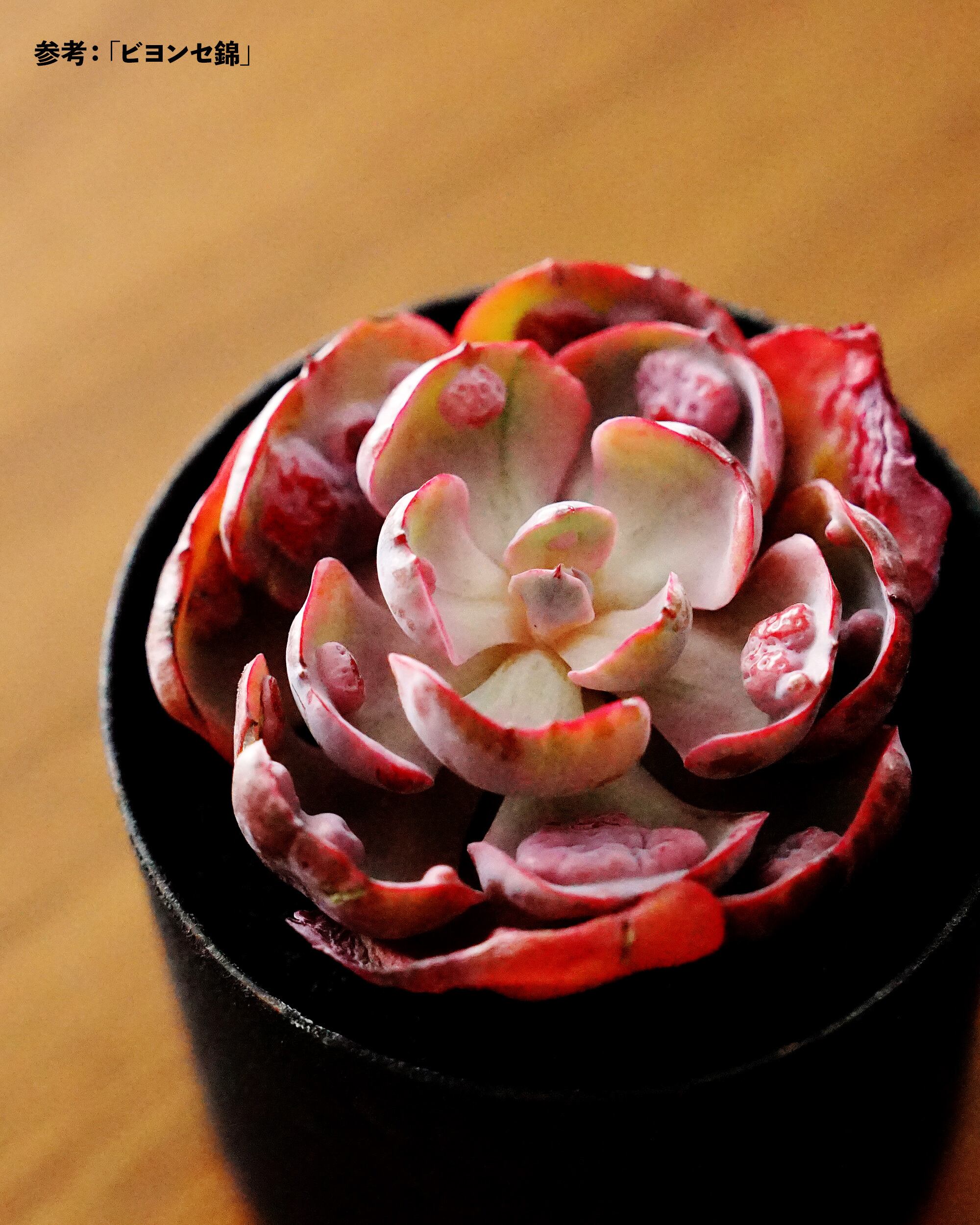 カット苗 レインドロップ錦 Echeveria 'Raindrops Variegated