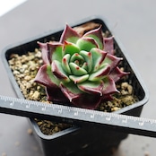 抜き苗 ダークナイト Echeveria 'Dark Night'