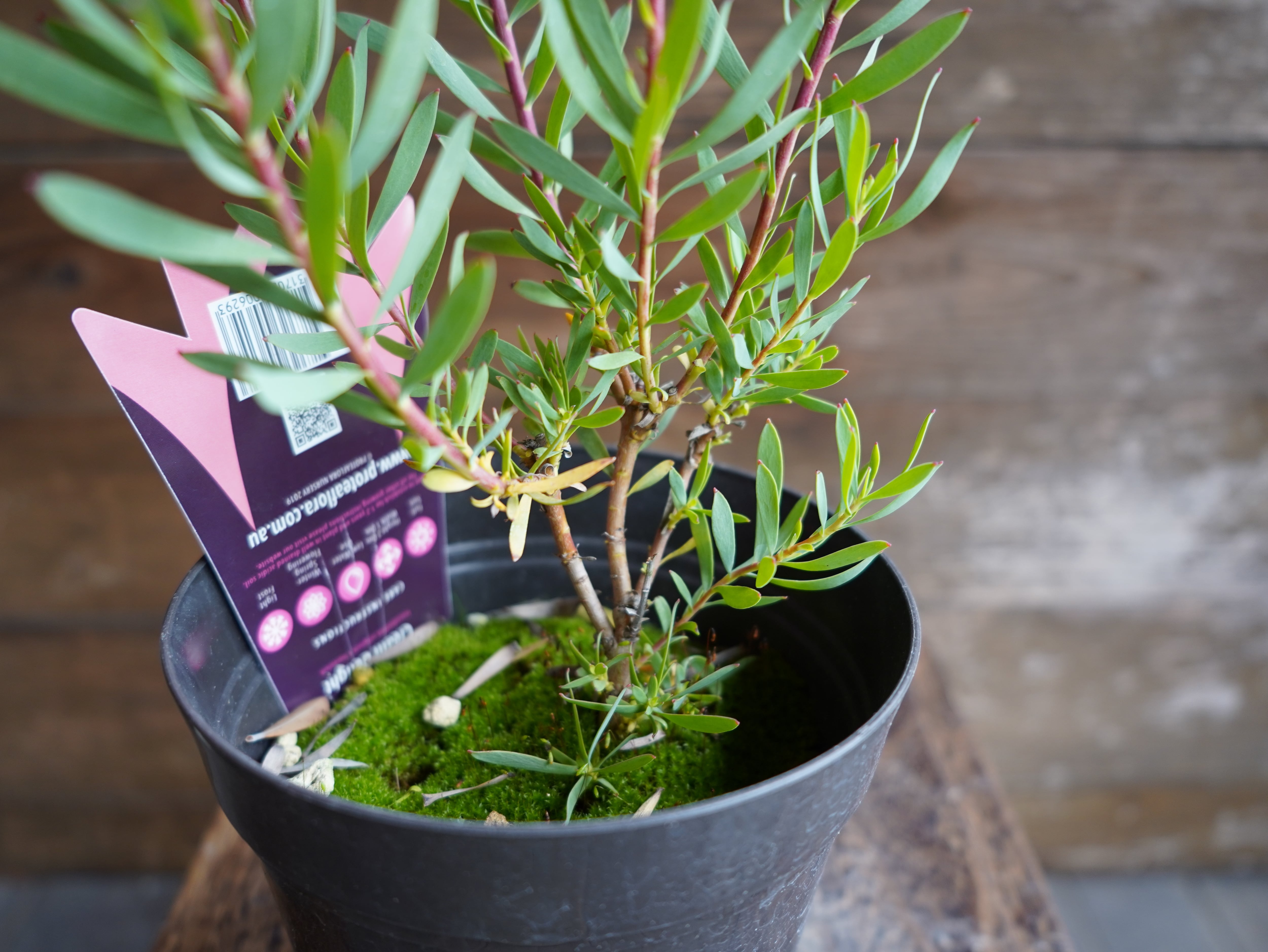 【現物】リューカデンドロン ”Cream Delight”