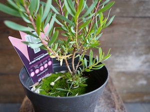 【現物】リューカデンドロン ”Cream Delight”