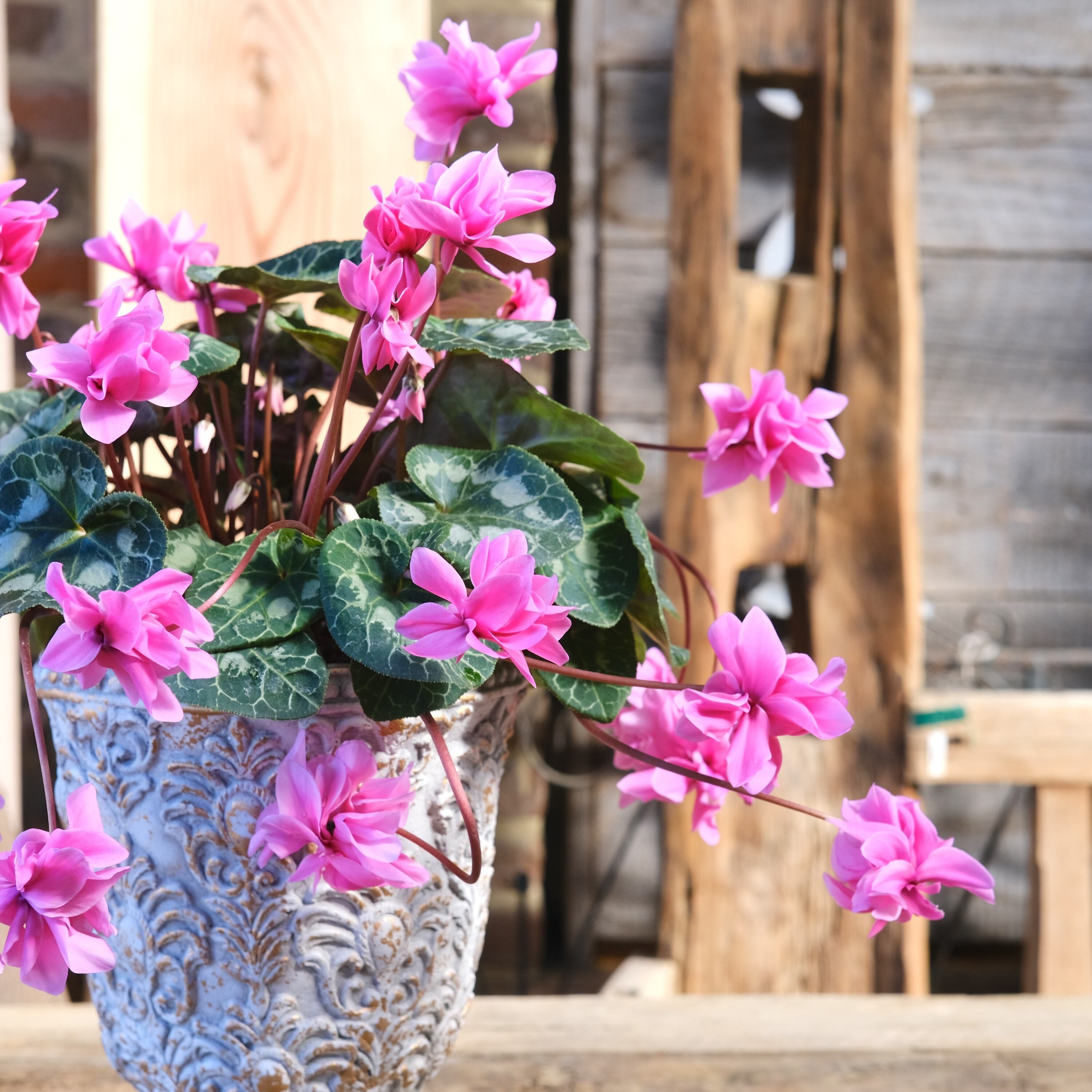 No, 16】ミニシクラメン チモシリーズ 八重《 枝垂れざき 》鉢なし