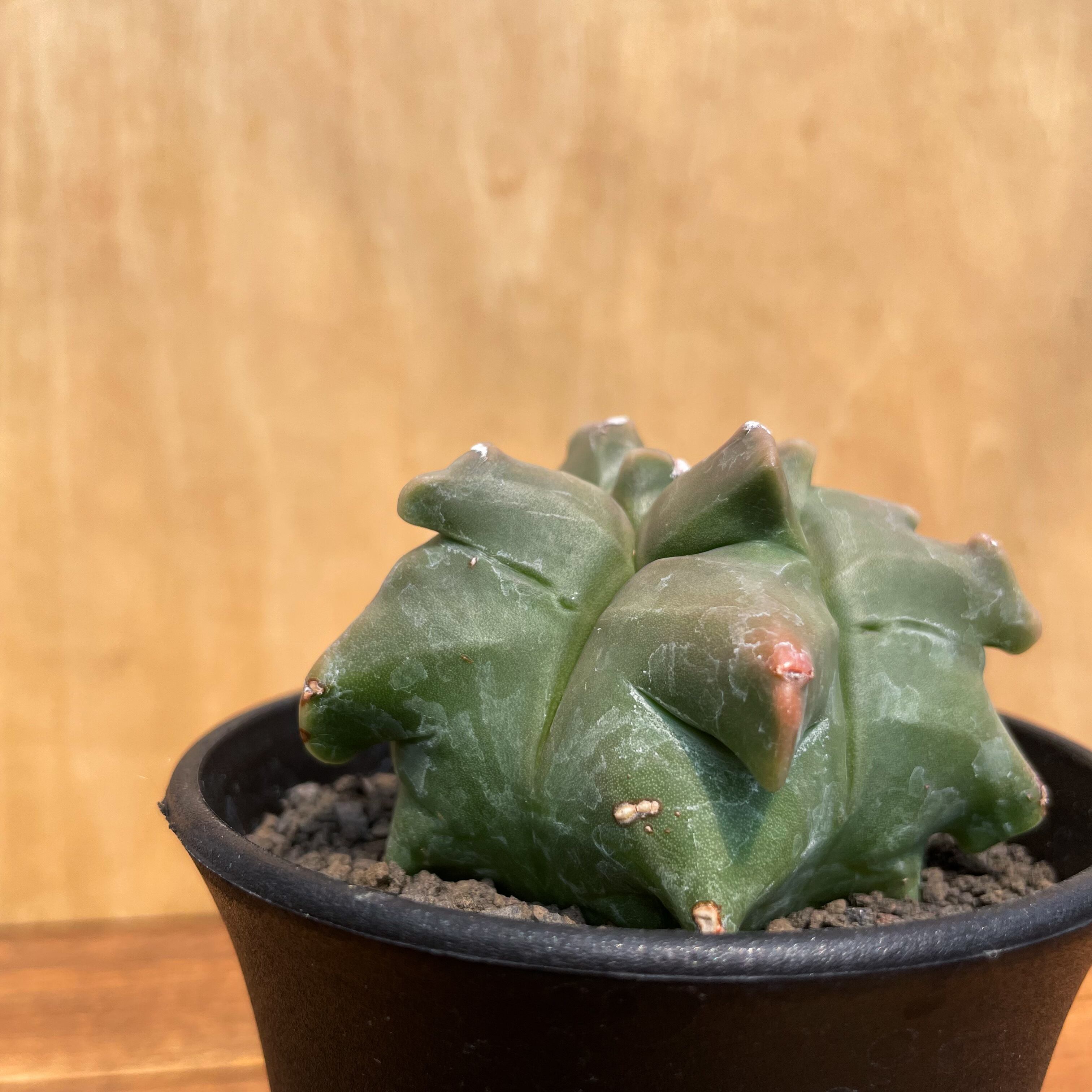 Astrophytum myriostigma var. nudum 【アストロフィツム・金平糖