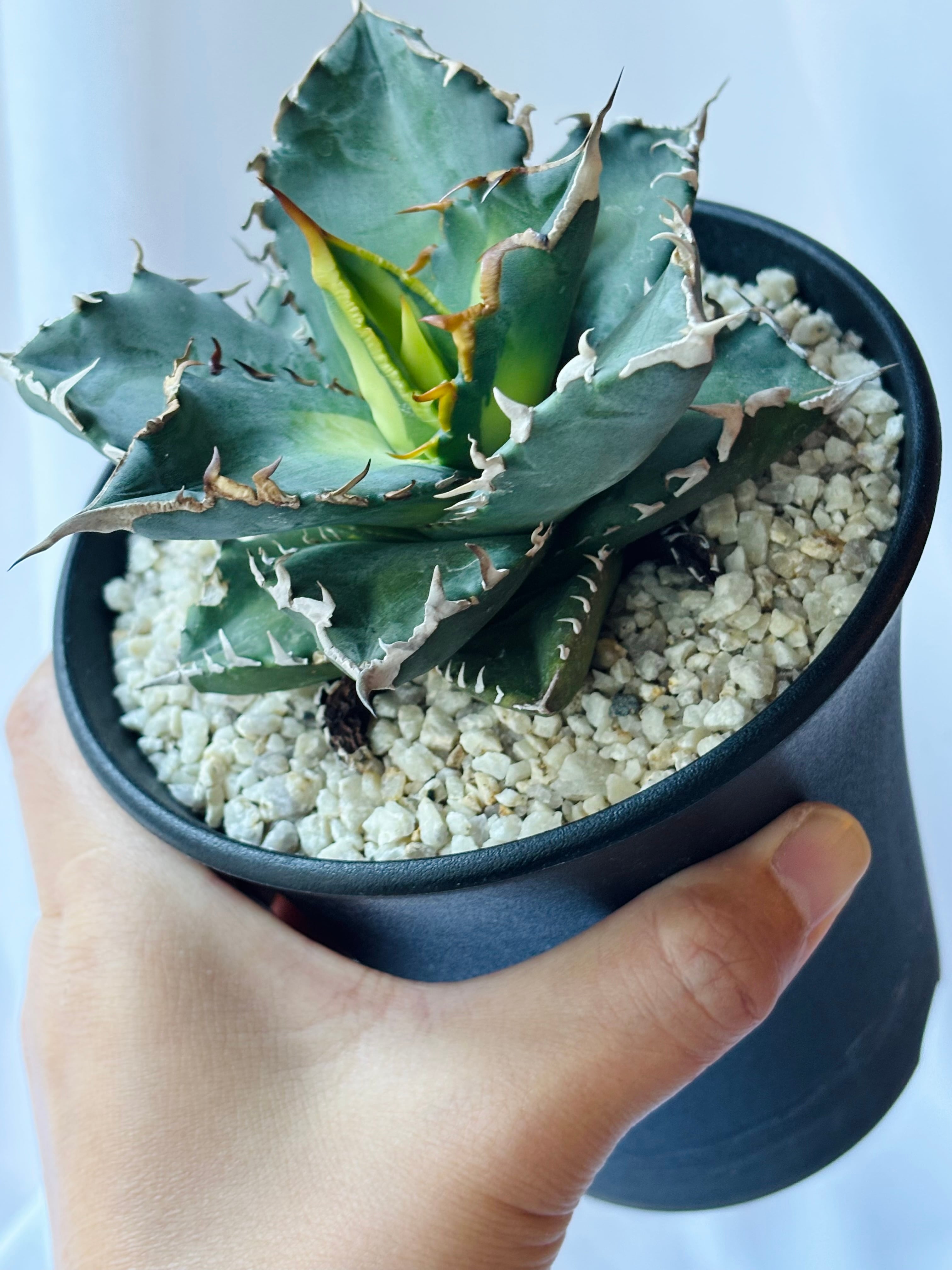 Agave Titanota Solar eclipse アガベ チタノタ 狂刺夕映 多肉植物