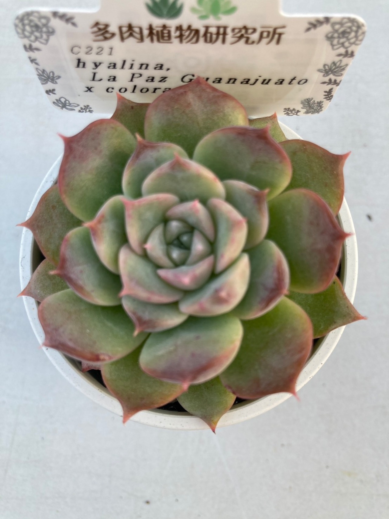 【現物商品】ラパス グアナファト x コロラータ