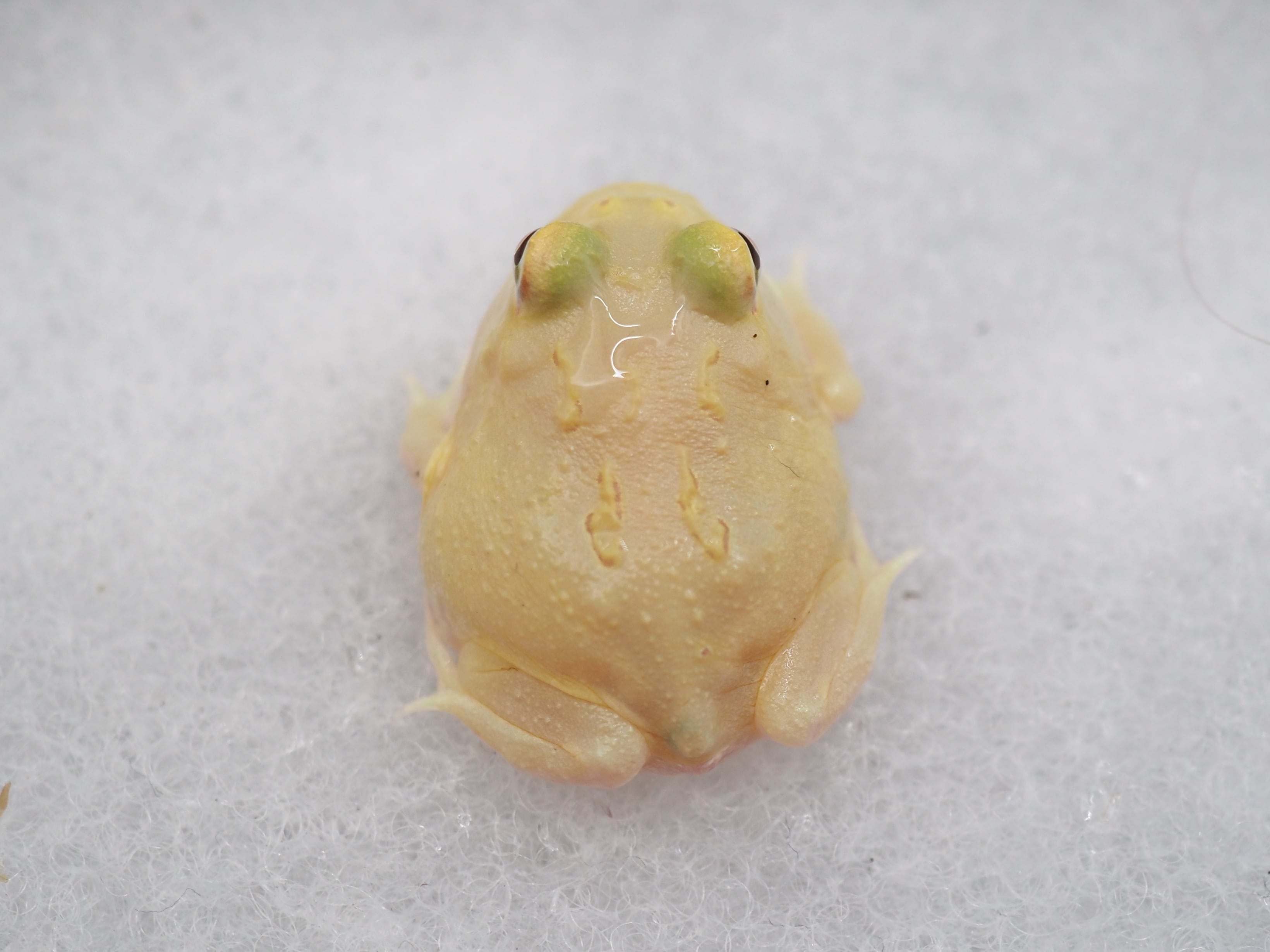 ④クランウェルツノガエル 