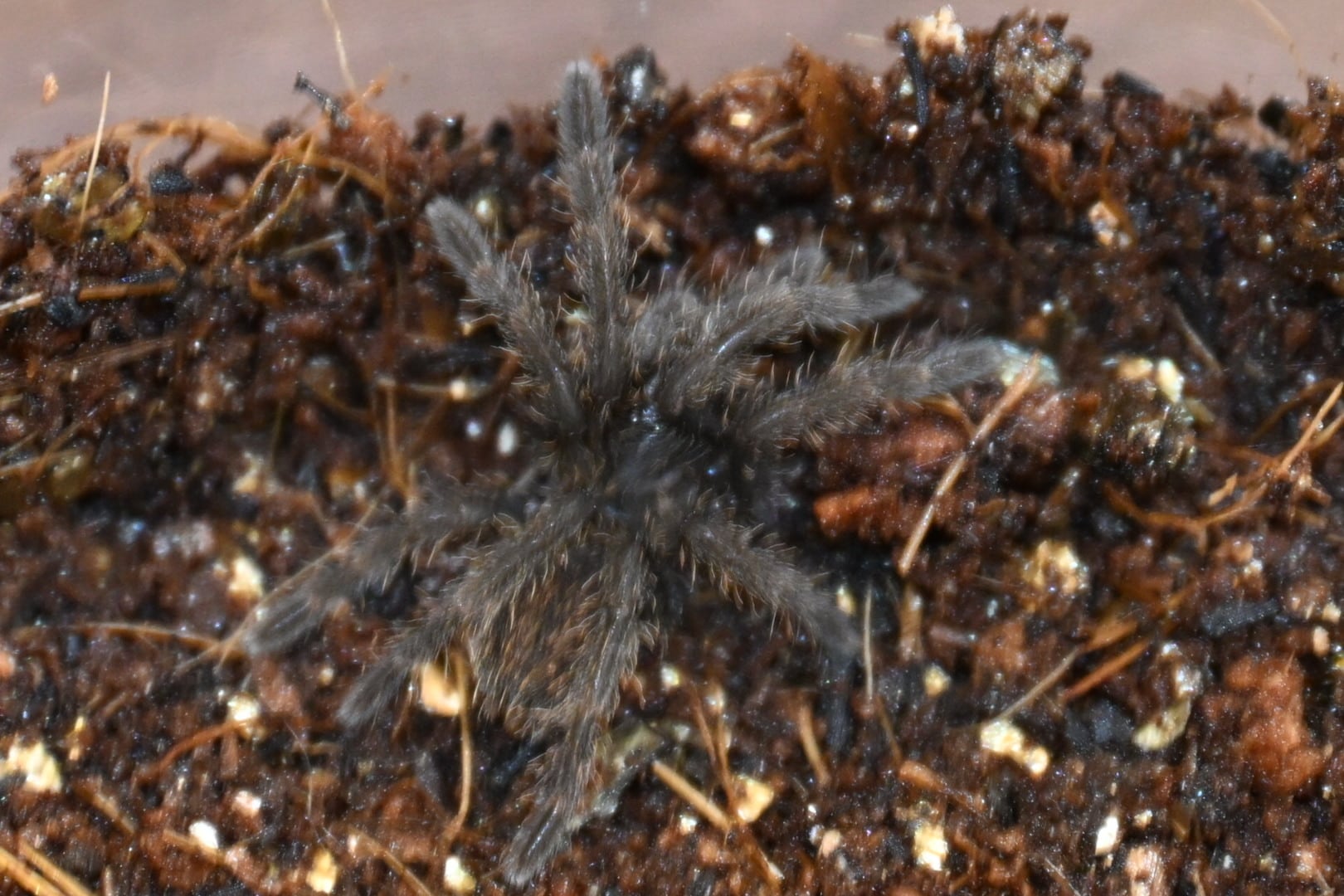 ベトナムスタウトレッグアースタイガー Magnacrus tongmianensis | ss商店