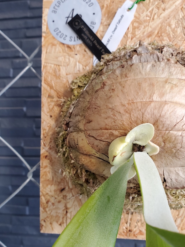 P.Willinckii Dwarf Tatsuta 【artPLANTs】ビカクシダ/Platycerium