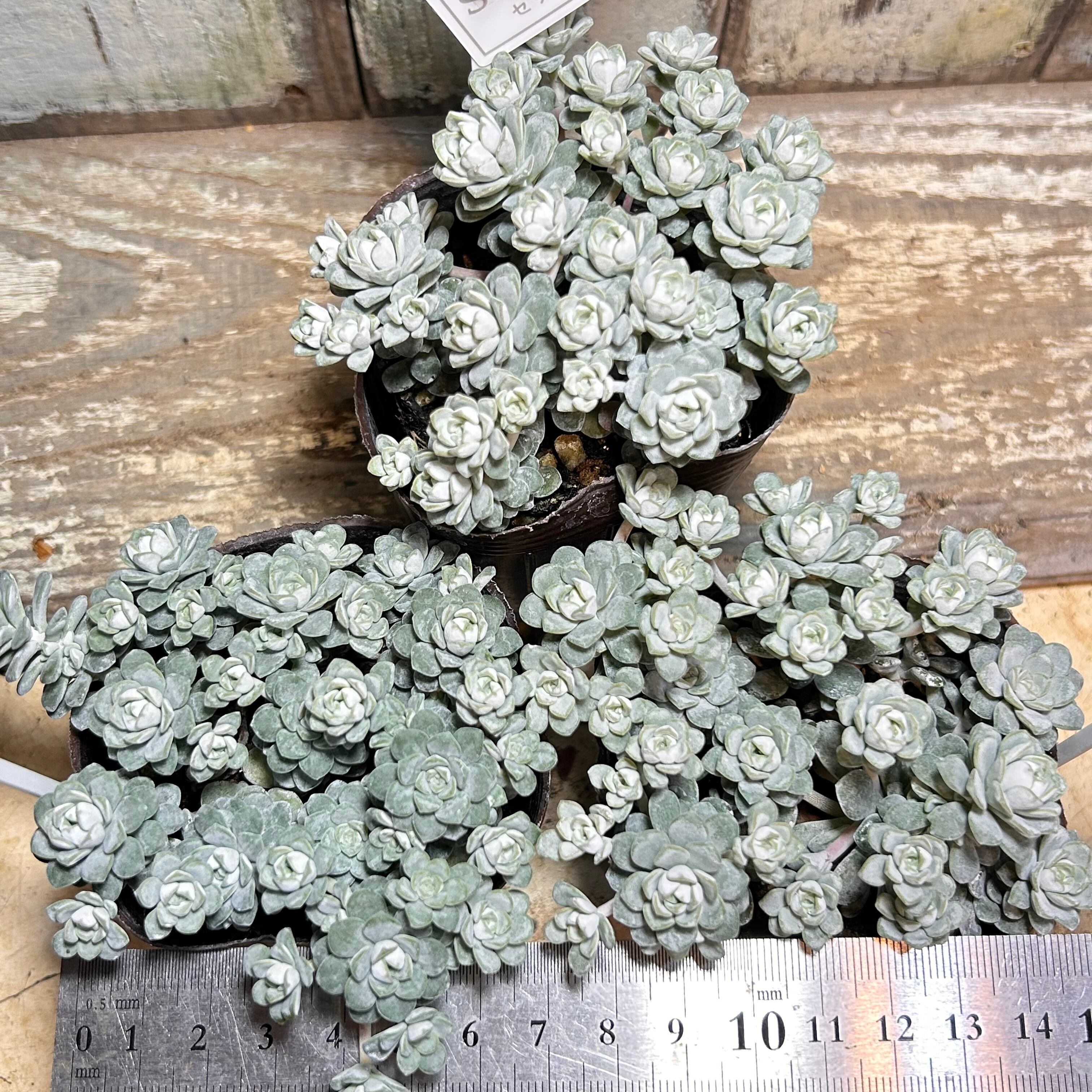 白雪ミセバヤ | RuPo 多肉植物専門店