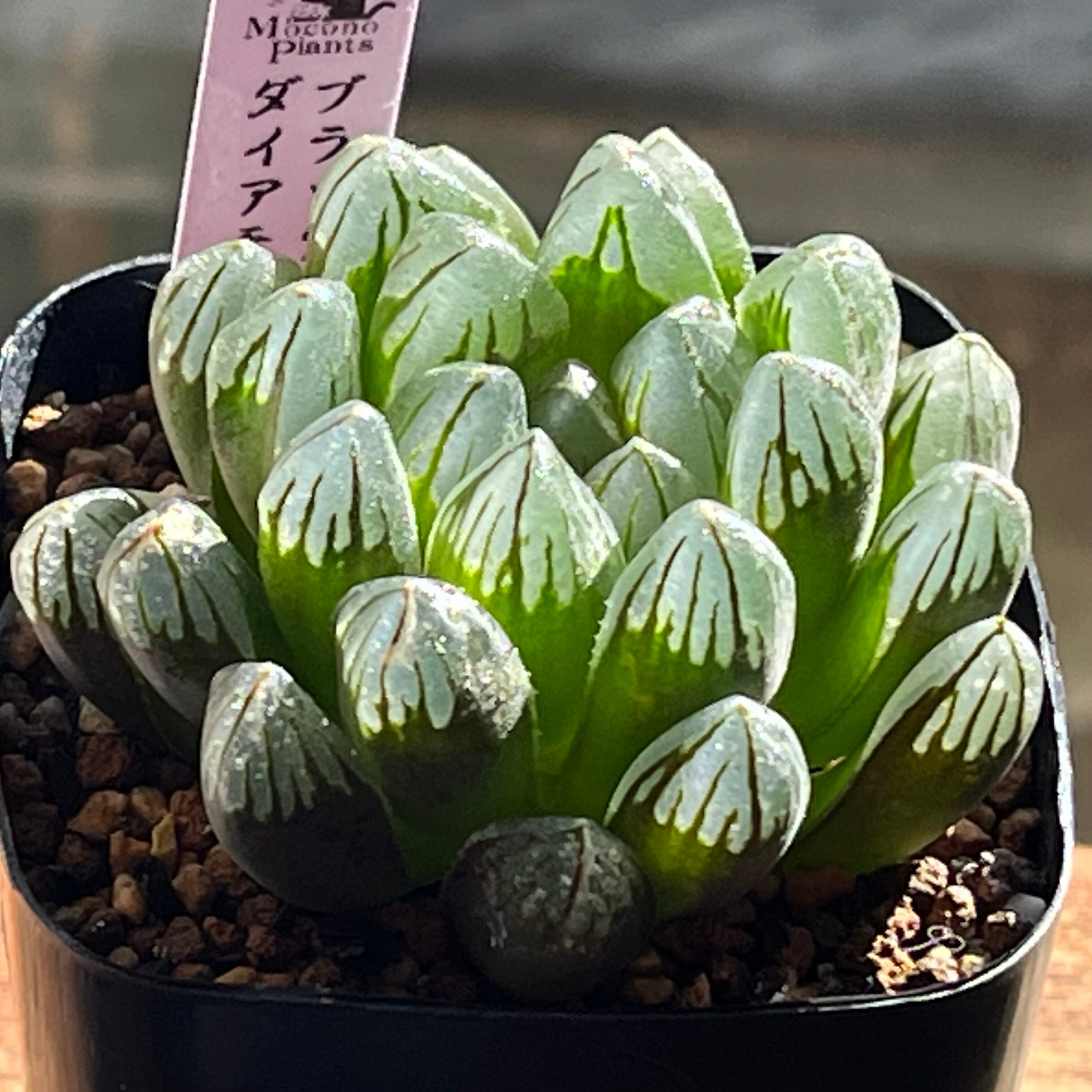 ハオルチア エメラルドLED錦×氷灯錦 実生 | mocono_plants