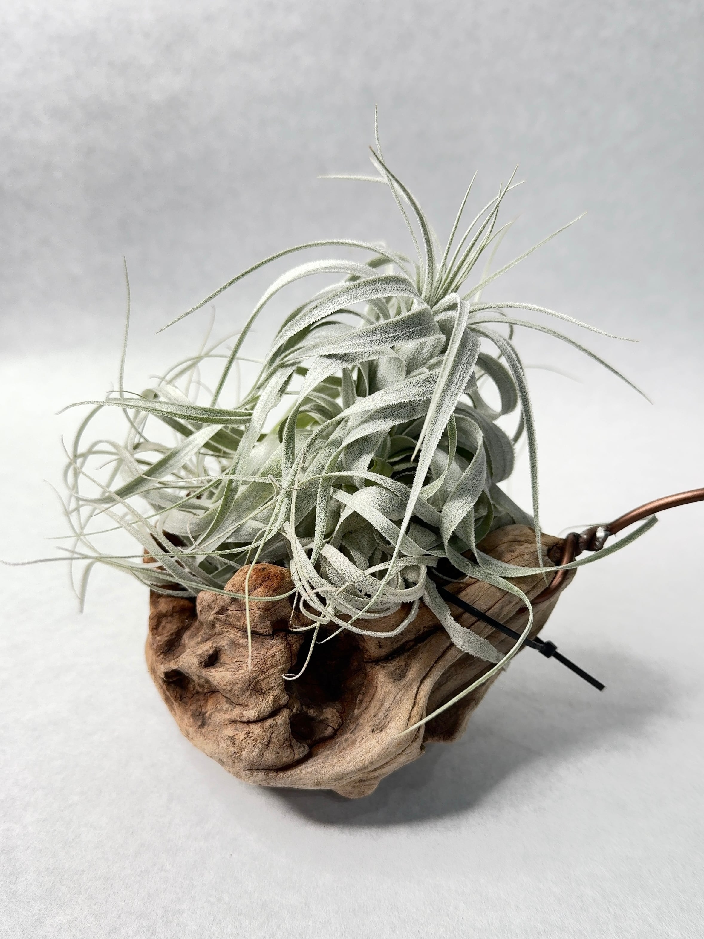 チャペウエンシス チュリフォルミス [子株] 白銀の塔ティランジア・チャペウエンシス・チュリフォルミス