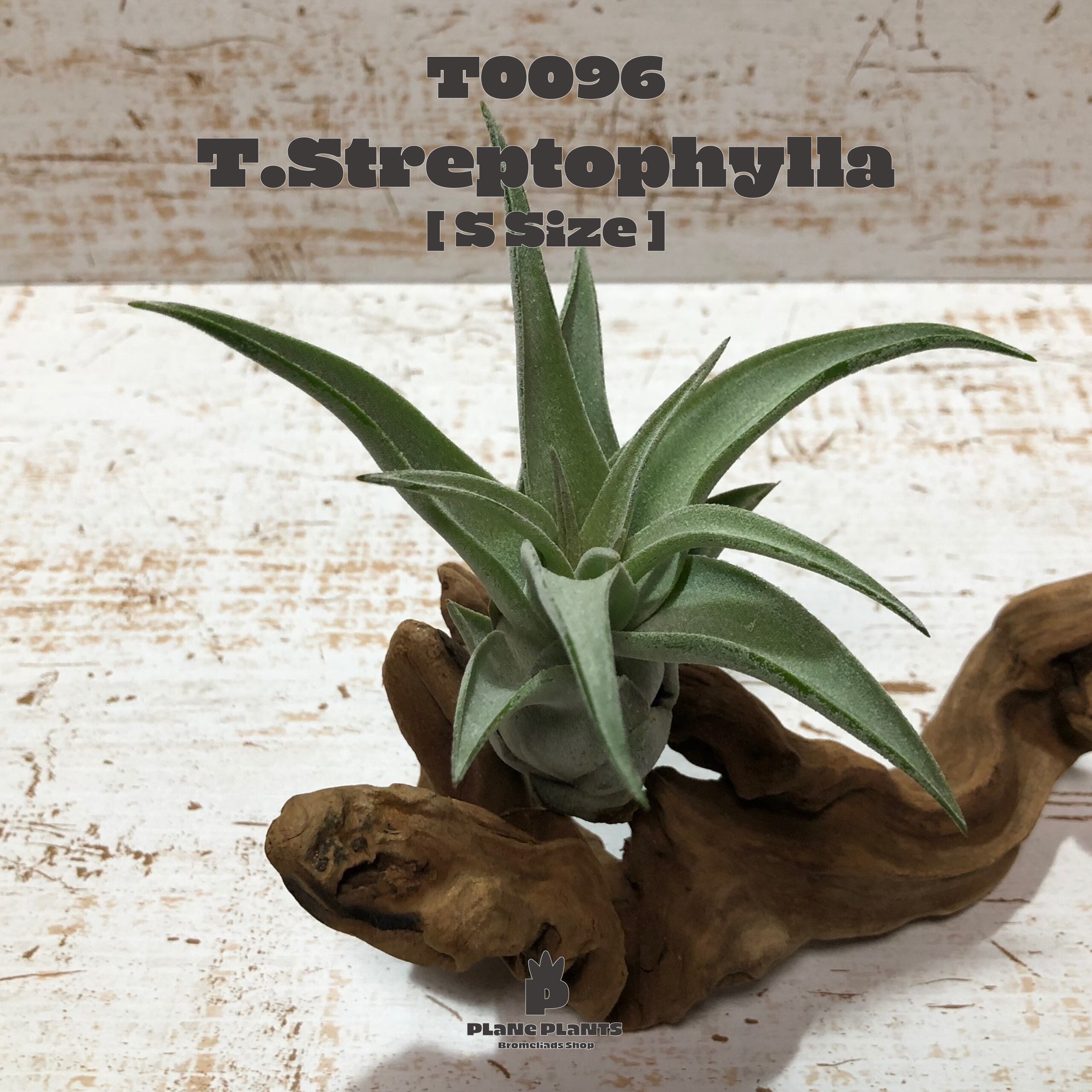 【送料無料】ストレプトフィラS〔エアプランツ〕現品発送PP096